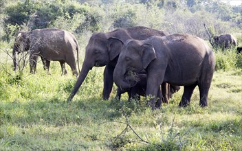 Wild elephants in Hurulu Eco Park biosphere reserve, Habarana, Anuradhapura District, Sri Lanka,