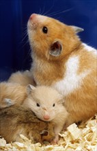 Golden Hamster (Mesocricetus auratus) with young in nest