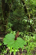 Cloud forest vegetation in Tapanti National Park, Orosi National Park, Costa Rica, Central America