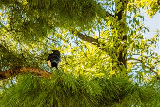 Magpie perched on the branch of an evergreen tree on a sunny afternoon