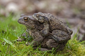 Common toad, European toads (Bufo bufo) pair in amplexus walking over grassland to breeding pond in