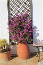 Pretty flowering bougainvillea plant in clay pot on tiled terrace, Vejer de la Frontera, Cadiz