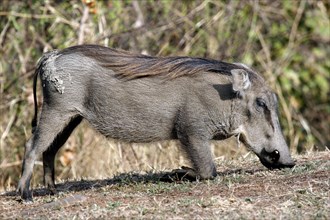 Kneeling common warthog (Phacochoerus aethiopicus) grazing in the Mole National Park, Ghana, West