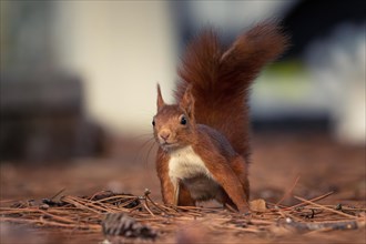 A squirrel, Sciurus, inspects the ground in a municipal park, autumn atmosphereAndernos-les-Bains,