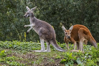 Red kangaroos (Macropus rufus) male and female, native to Australia