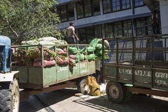 Freshly picked tea leaves arriving at Mackwoods tea estate factory, Nuwara Eliya, Central Province,
