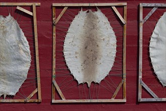 Harp seal skins (Pagophilus groenlandicus, Phoca groenlandica) stretched over wooden frames,
