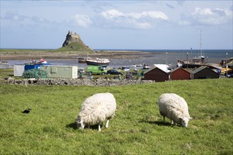Sheep grazing, view of harbour and castle, Holy Island, Lindisfarne, Northumberland, England, UK