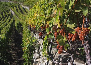Vineyard showing ripe Muscat grapes growing on vine at Valais, Wallis, Switzerland, Europe