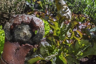 Garden ornament, mole figurine hiding in broken flowerpot among lettuce in vegetable garden, herb