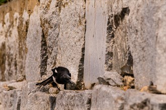 Closeup of magpie perched on a stone wall hunting for food on a bright sunny day