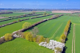 Aerial view over bocage landscape with fields and pastures shielded by blooming hedges and