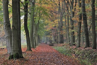 Walkers walking through colourful forest lane with foliage of broad-leaved beech trees showing