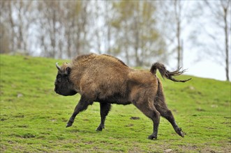 Wisent, European bison (Bison bonasus) running in grassland