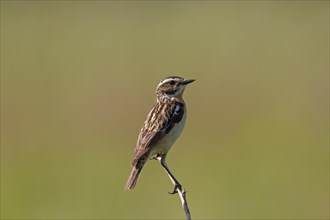 Whinchat (Saxicola rubetra) male perched