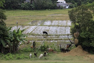 Paddy fields growing rice, Polonnaruwa, North Central Province, Sri Lanka, Asia