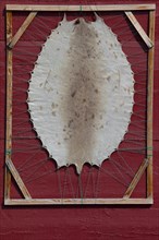 Harp seal skin (Pagophilus groenlandicus, Phoca groenlandica) stretched over wooden frame,