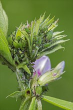 Aphids, plant lice (Aphidoidea)