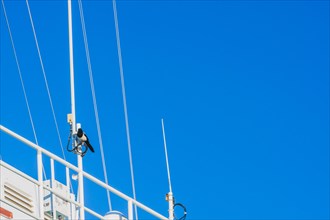 Magpie perched on coax cable on the rail of a ship with a clear blue sky in the background