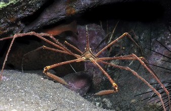 Single Atlantic spider crab (Stenorhynchus lanceloatus) sitting in front of a small cave dwelling,