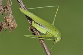 Sickle-bearing Bush-cricket (Phaneroptera falcata) cleaning foot
