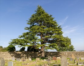 Atlas Cedar tree, Cedrus Atlantica, rural churchyard with gravestones, Colerne, Wiltshire, England,