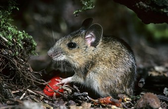 Wood mouse (Apodemus sylvaticus) eating rosehip