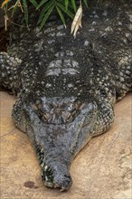 West African slender-snouted crocodile (Mecistops cataphractus) native to West Africa