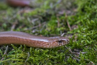 Male common slowworm, blindworm (Anguis fragilis) close up of head on moss in forest in spring