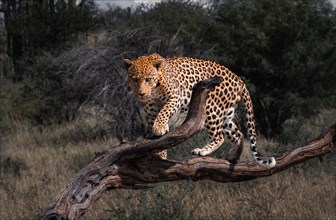 A leopard observes its surroundings from a tree, Safari, Gamedrive, Dustembrook Namibia