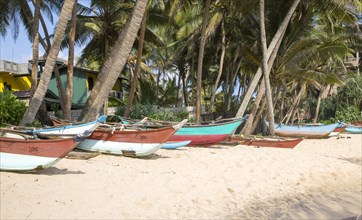 Brightly coloured fishing canoes under coconut palm trees of tropical sandy beach, Mirissa, Sri