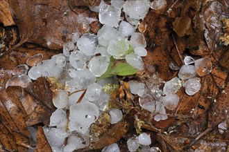 Hailstones on leaves on the forest floor after hailstorm