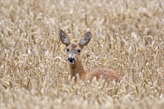 European roe deer (Capreolus capreolus) female, doe foraging in cereal field, cornfield, wheat