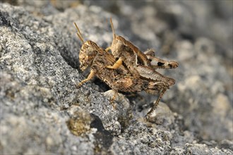 Pezotettix giornae, Pezotettix giornai, male and female couple mating on rock, La Brenne, France,