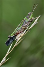 Long-winged grasshopper (Aiolopus thalassinus, Epacromia thalassina)