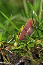 Common earthworm, lob worm (Lumbricus terrestris) burrowing into the ground in garden