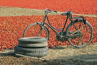 Old bicycle standing in front of field with harvested red bell peppers drying in the sun, Mandalay
