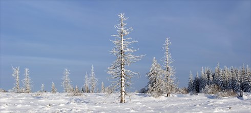 Snow covered burned spruce trees in frozen moorland in the nature reserve High Fens, Hautes Fagnes