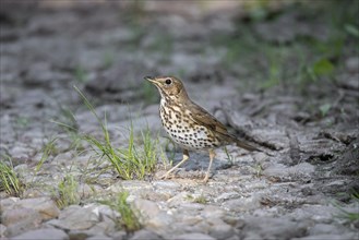 Song thrush (Turdus philomelos) foraging on the ground in summer