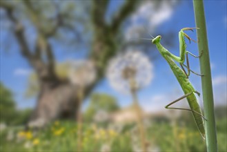 European mantis, praying mantis (Mantis religiosa) climbing stem in meadow in summer, La Brenne,