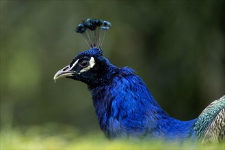 Blue peacock Pavo cristatus