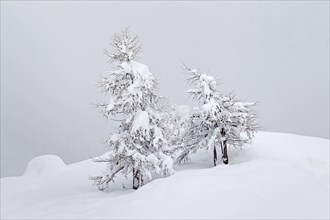 European larch trees (Larix decidua) in the snow in winter, Gran Paradiso National Park, Valle