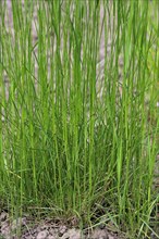 Creeping bentgrass, Creeping bent, Fiorin, Spreading bent, Carpet bentgrass, Redtop (Agrostis