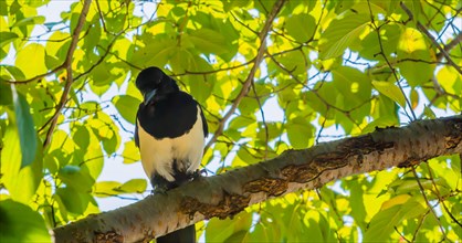 Closeup of adult magpie perched on a branch in a tree on a sunny afternoon