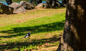 Closeup of a magpie standing in the shade of a tree in at a lakeside park in South Korea