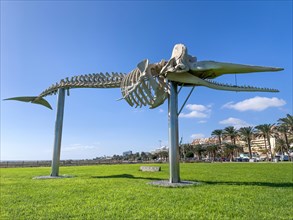 Skeleton of 15 metre long sperm whale (Physeter macrocephalus) displayed on stilts on public ground
