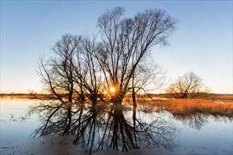 Sun shining through bare branches of tree on flooded river bank, riverbank at sunset in winter,