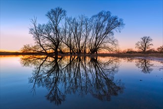 Reflection of trees with bare branches in water flooded river bank, riverbank at sunset in winter,