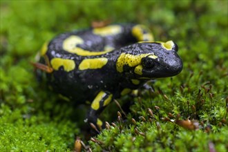 European salamander, Fire salamander (Salamandra salamandra) on moss in forest