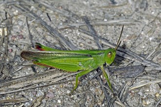 Paracinema tricolor grasshopper on the ground